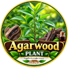 AGARWOOD PLANT